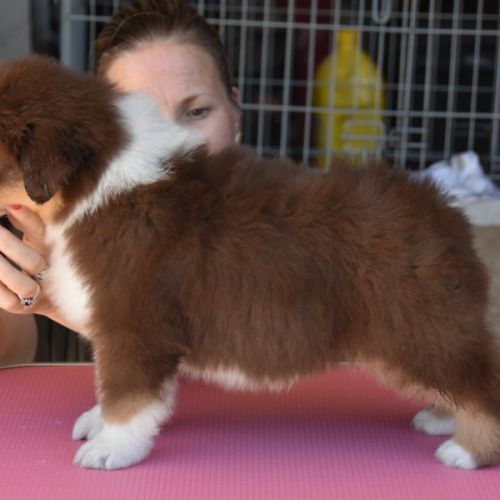 Chiot berger australien