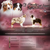 Chiot berger australien #1