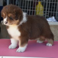 Chiot berger australien #3