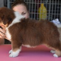 Chiot berger australien #0