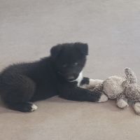 Mâles ours de carélie directement disponibles #3
