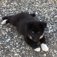 Mâles ours de carélie directement disponibles #4