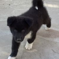 Mâles ours de carélie directement disponibles #7