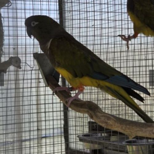 Couple reproducteur de conure de patagonie de 2017