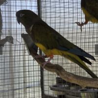 Couple reproducteur de conure de patagonie de 2017 #0