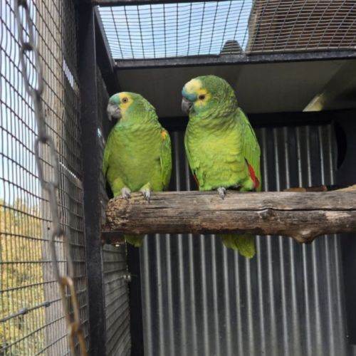 Couple reproducteur d'amazone à front bleu