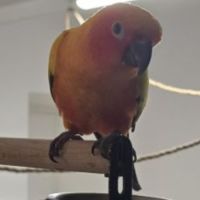 Conure soleil