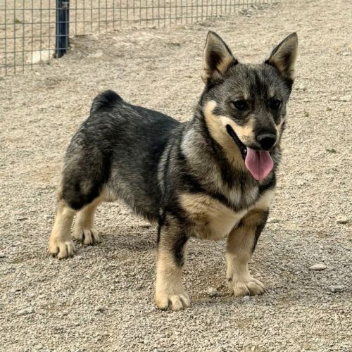 Magnifique chiot spitz de visigoths