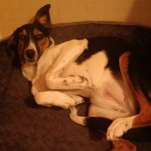 Americana adoption urgente ou fa #1