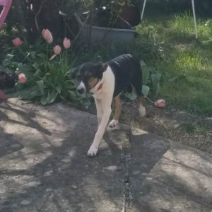 Americana adoption urgente ou fa #2