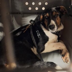 Americana adoption urgente ou fa #3