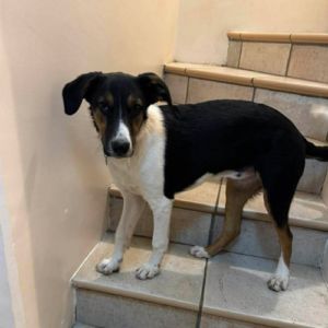 Americana adoption urgente ou fa #4