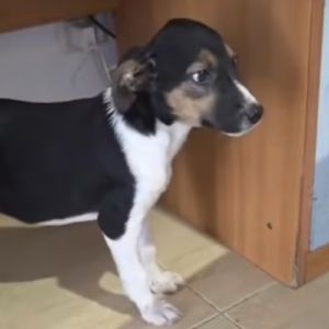 Americana adoption urgente ou fa #5