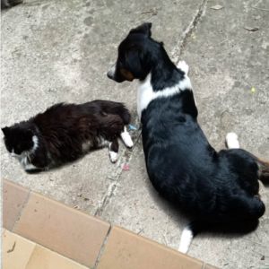 Americana adoption urgente ou fa #6