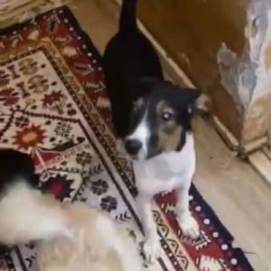 Americana adoption urgente ou fa #7