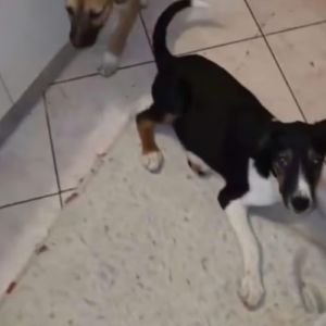 Americana adoption urgente ou fa