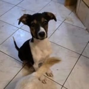 Americana adoption urgente ou fa #9