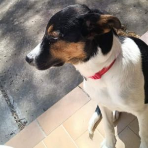 Americana adoption urgente ou fa #10