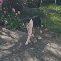 Americana adoption urgente ou fa #2