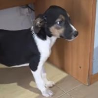 Americana adoption urgente ou fa #5