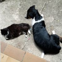 Americana adoption urgente ou fa #6