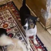 Americana adoption urgente ou fa #7
