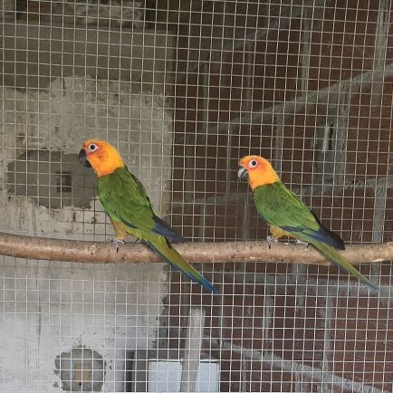 Conure jandaya #0