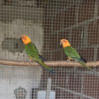 Conure jandaya
