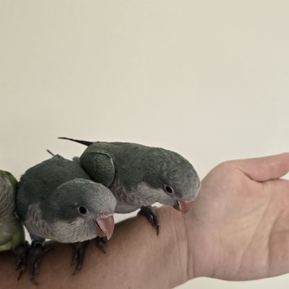 Conure souris / veuve eam #0