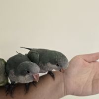 Conure souris / veuve eam