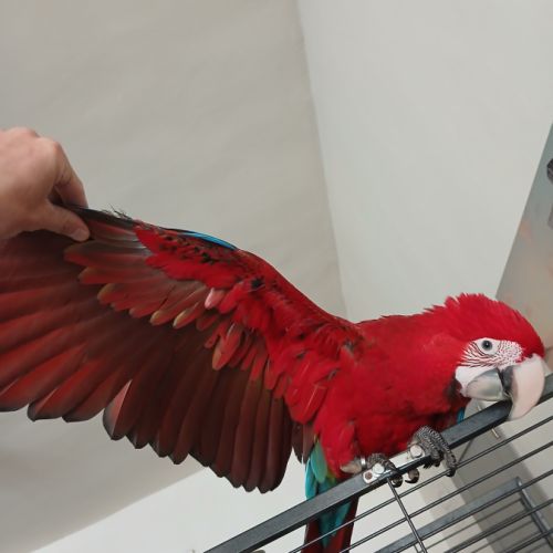 Ara chloroptere 4 mois #1