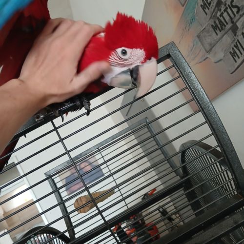 Ara chloroptere 4 mois #2