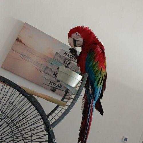 Ara chloroptere 4 mois