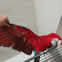 Ara chloroptere 4 mois #1