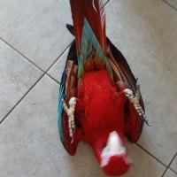 Ara chloroptere 4 mois #4
