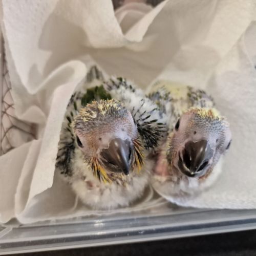 Conure soleil eam #0