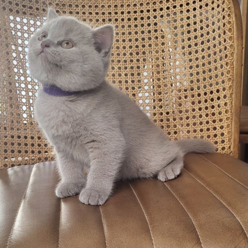 Vente chatons british shorthair #1