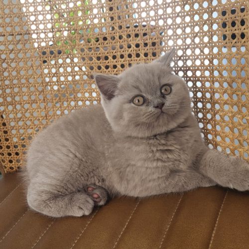 Vente chatons british shorthair #3