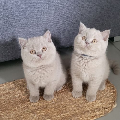 Vente chatons british shorthair