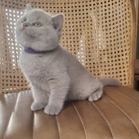 Vente chatons british shorthair #1