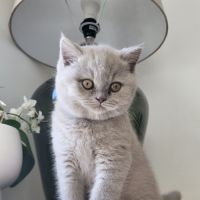 Vente chatons british shorthair #2