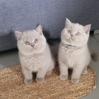 Vente chatons british shorthair #0