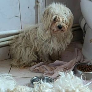 Lilou abandonnée à l'adoption #1