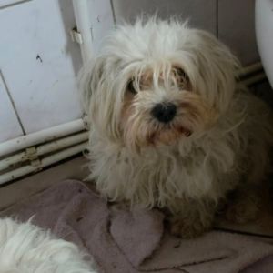 Lilou abandonnée à l'adoption