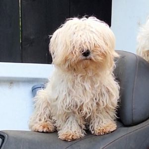 Lilou abandonnée à l'adoption #3