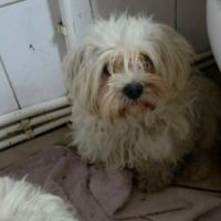 Lilou abandonnée à l'adoption #0