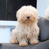 Lilou abandonnée à l'adoption #3