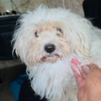 Lilou abandonnée à l'adoption #4