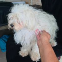 Lilou abandonnée à l'adoption #5