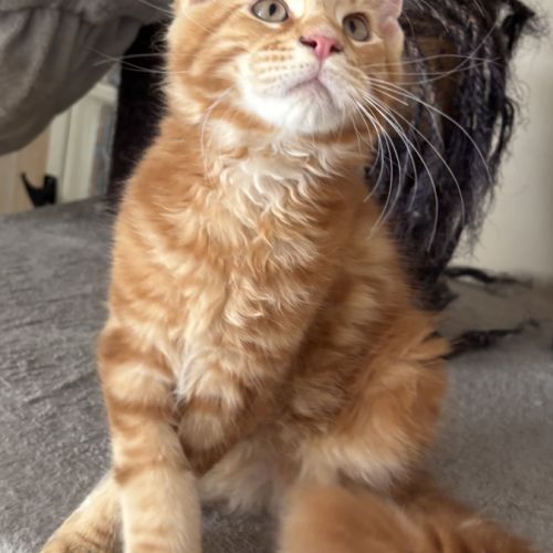 Magnifiques chatons maine coon à vendre